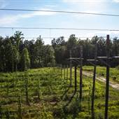 Lickinghole Creek Craft Brewery