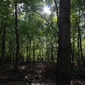 Henricus Historical Park - Forest