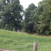 Fauquier County Trees