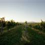 Afton Mountain Vineyards
