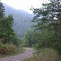 Forest Route 384