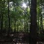 Henricus Historical Park - Forest