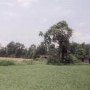 Chelsea Plantation