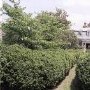 Chelsea Plantation