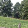 Fauquier County Trees