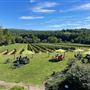 Cana Vineyards and Winery of Middleburg