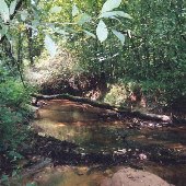 Ylimaki Woods