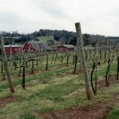 Oakencroft Estate Winery