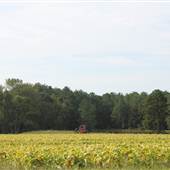Turner Fields