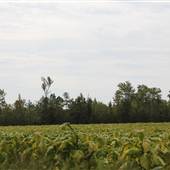 White Oak Road Fields
