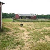 Windy Springs Farm