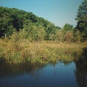 Webb Creek Swamp