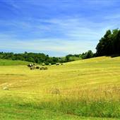 Fugate Farm - Rye Cove