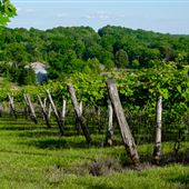 Elk Island Winery