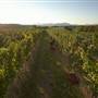 Afton Mountain Vineyards