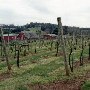 Oakencroft Estate Winery