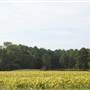 Turner Fields