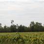 White Oak Road Fields
