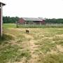 Windy Springs Farm