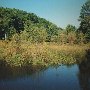 Webb Creek Swamp