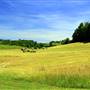 Fugate Farm - Rye Cove