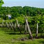 Elk Island Winery