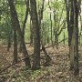 Whetstone Ridge Forest