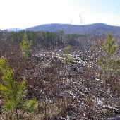 Bridgewater Clearcut