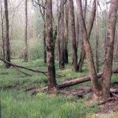 Swamps & Woods at Fort Pickett