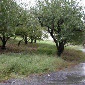 Henley's Orchard