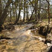 Sulphur Spring Wetland