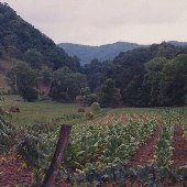 Burley Tobacco Fields