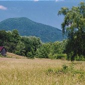 Barn in Meadow