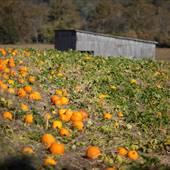 Pumpkin Patch