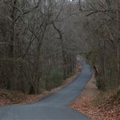 Wooded Road