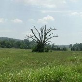Lonely Tree