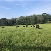 WORKING TITLE FARM