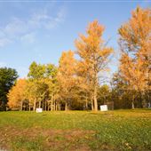 Blandy Ginko Grove