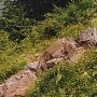 Pound River Rock Slide