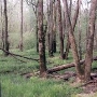 Swamps & Woods at Fort Pickett