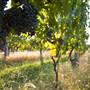 Afton Mountain Vineyards