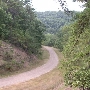 Forest Route 384