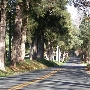 Blenheim Road