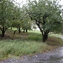 Henley's Orchard