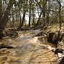 Sulphur Spring Wetland