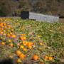 Pumpkin Patch