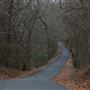 Wooded Road