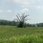 Lonely Tree