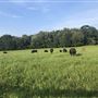 WORKING TITLE FARM