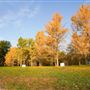 Blandy Ginko Grove